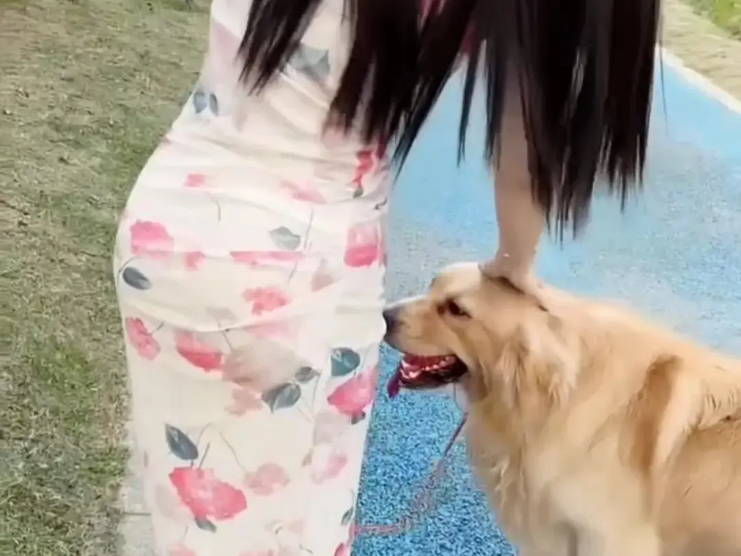 免费在线看《抖音香香公主与爱犬》科普视频，无广告流畅播放，香香公主和爱犬金毛直播回放资源持续有效！